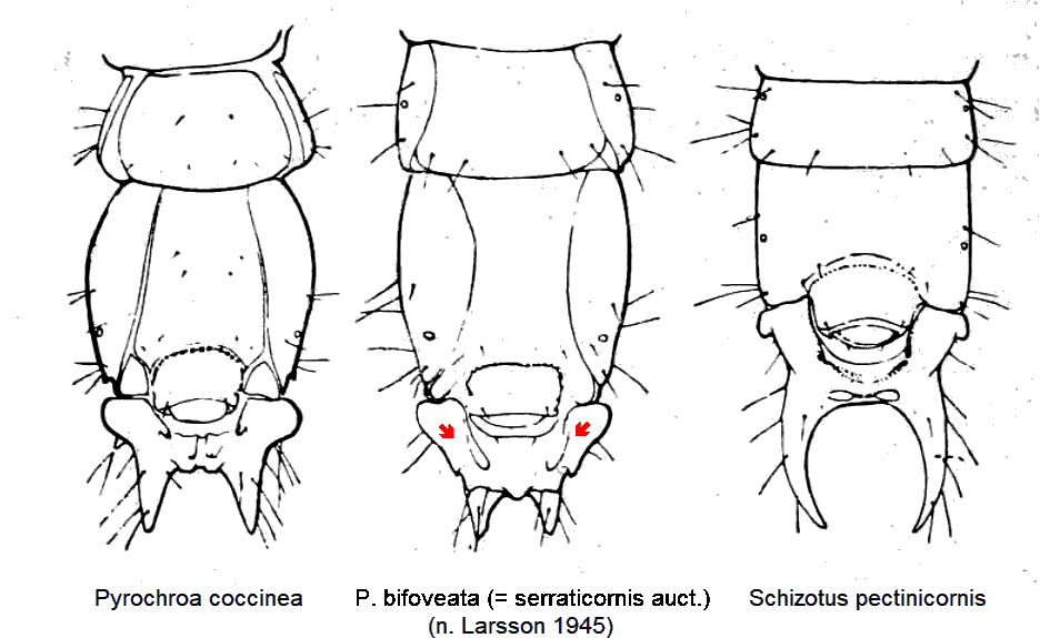 PYROCHROIDAE LARVEN