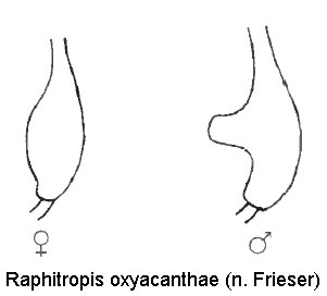 RAPHITROPIS OXYACANTHAE