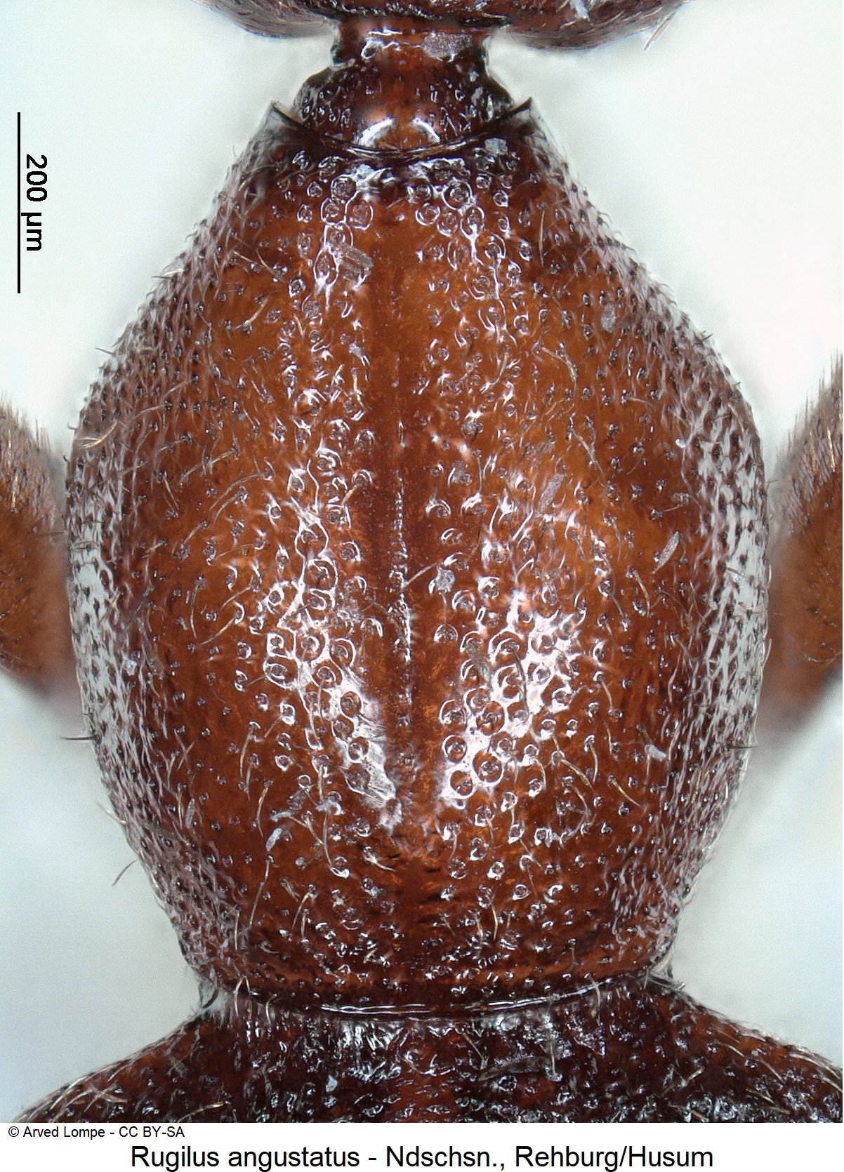 RUGILUS ANGUSTATUS