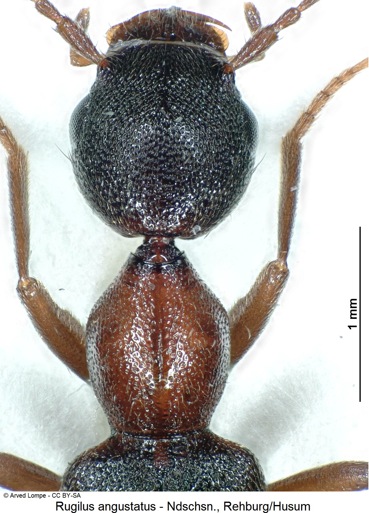 RUGILUS ANGUSTATUS