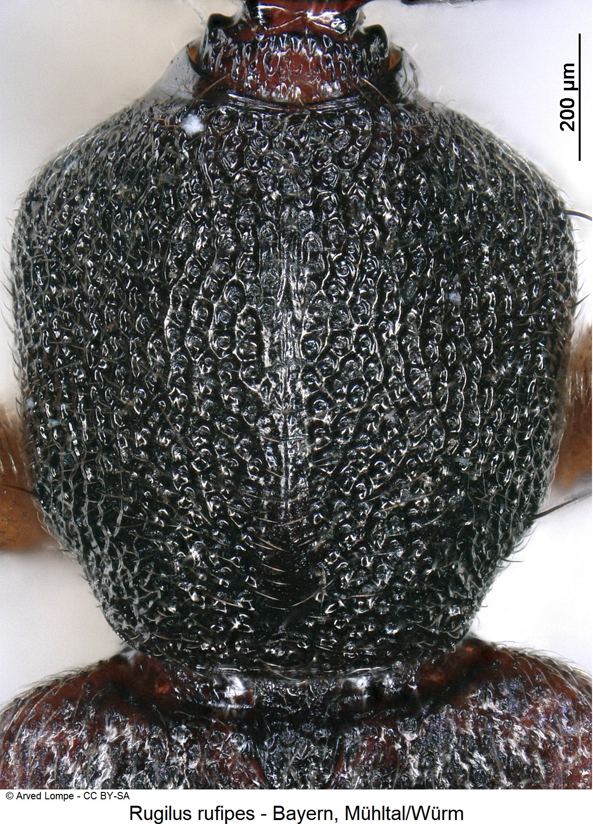 RUGILUS RUFIPES