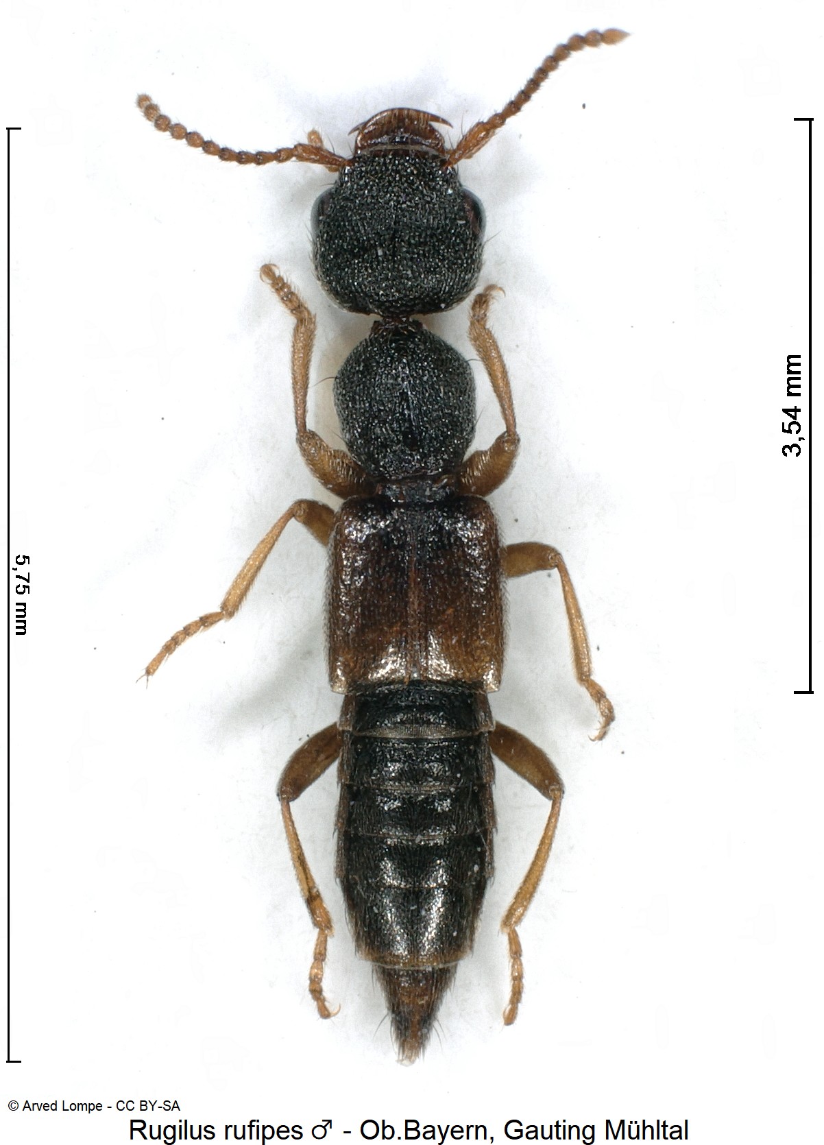 RUGILUS RUFIPES