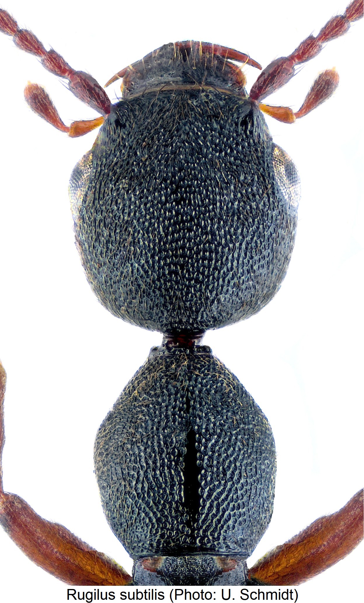 RUGILUS SUBTILIS