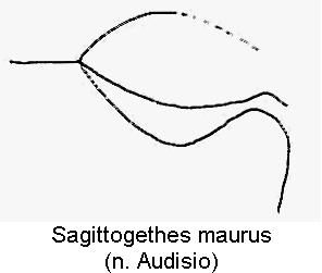 SAGITTOGETHES MAURUS