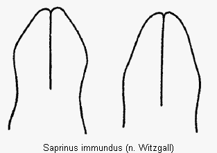 SAPRINUS IMMUNDUS.GIF
