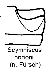 SCYMNISCUS HORIONI