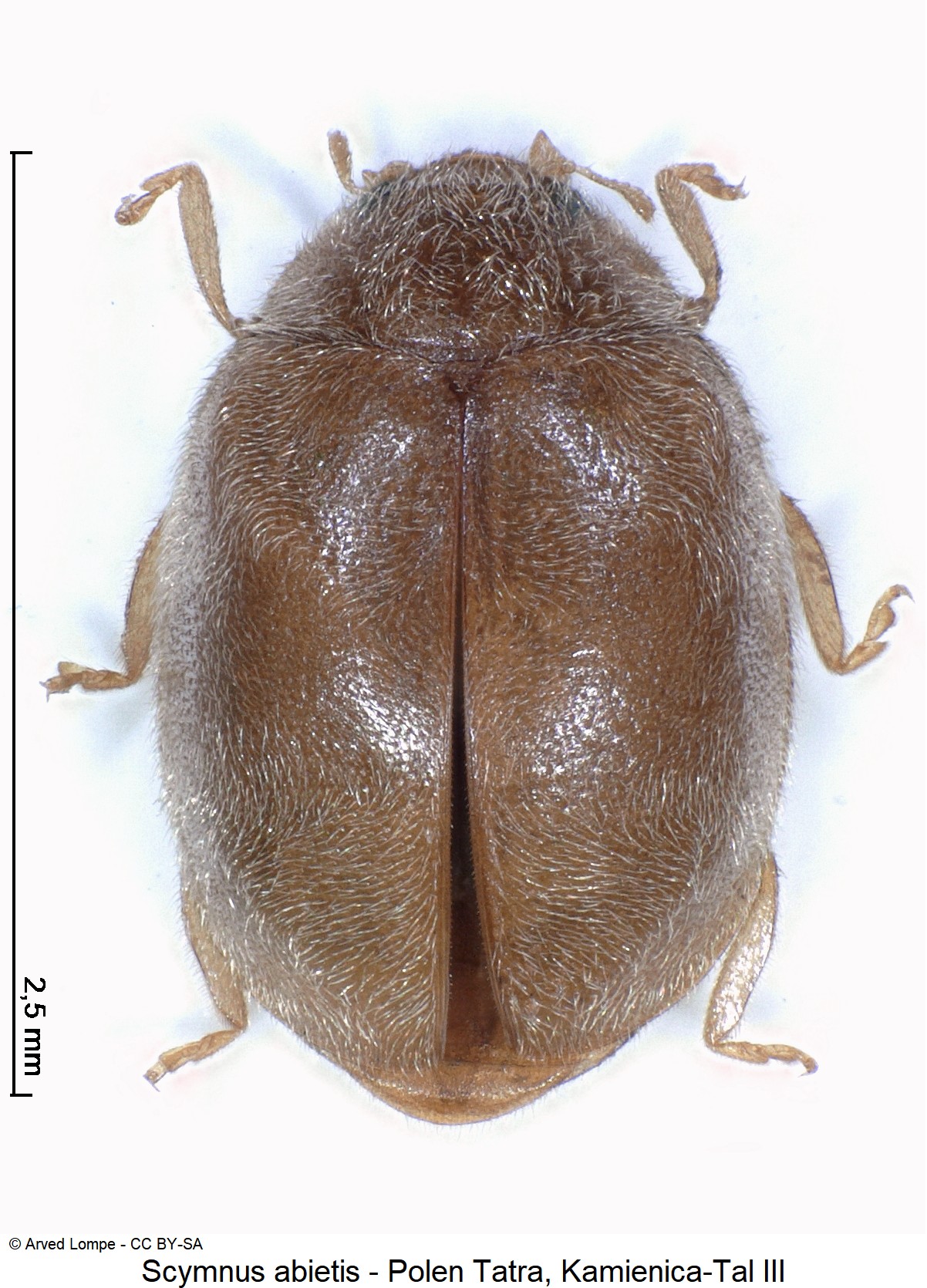 SCYMNUS ABIETIS