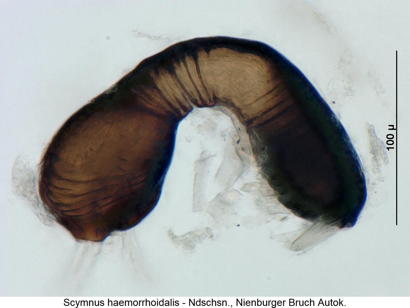 SCYMNUS HAEMORRHOIDALIS