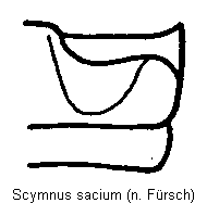 SCYMNUS SACIUM