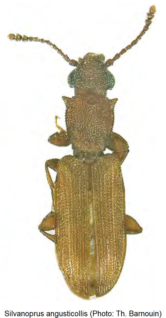 SILVANOPRUS ANGUSTICOLLIS