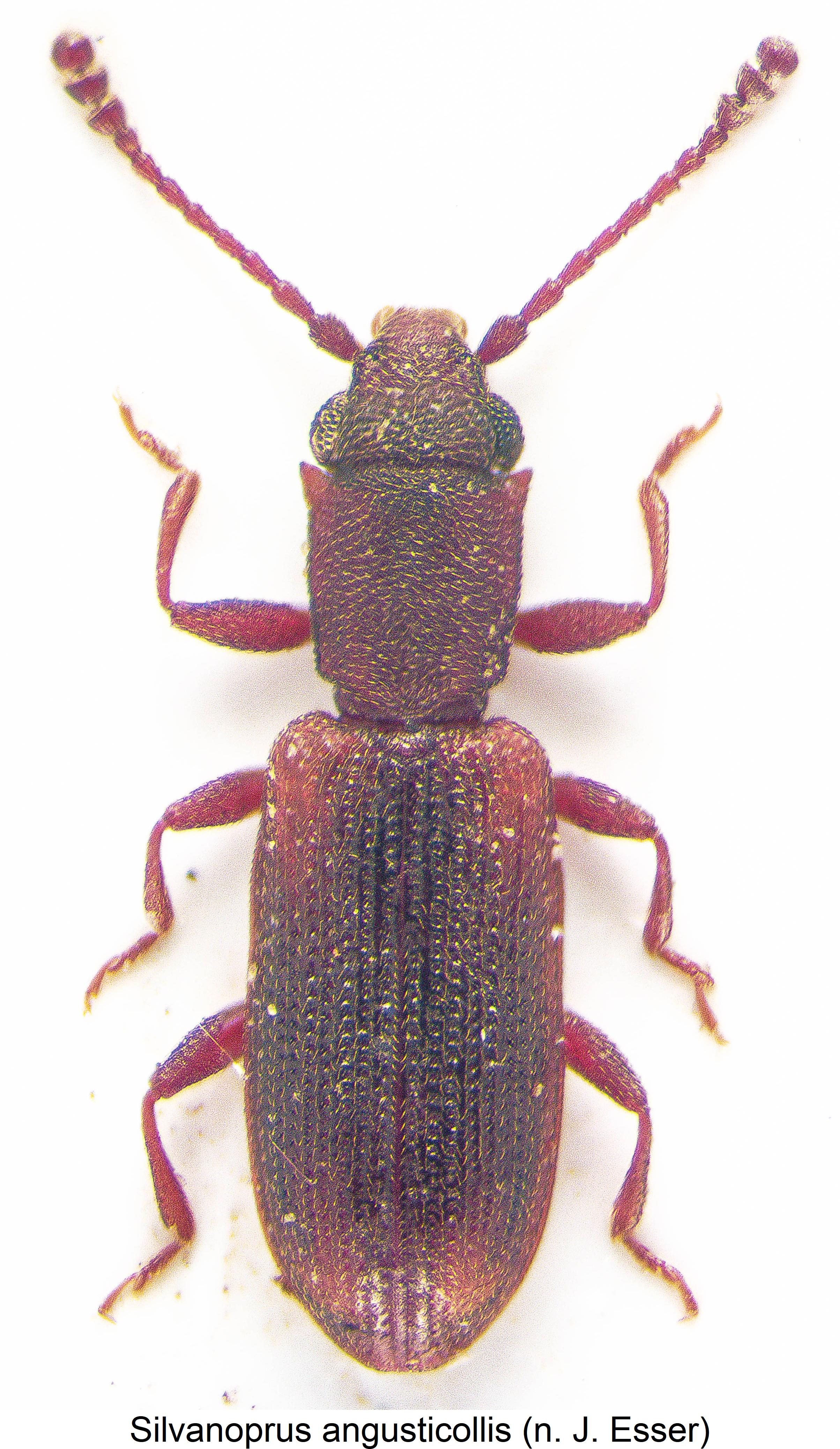 SILVANOPRUS ANGUSTICOLLIS