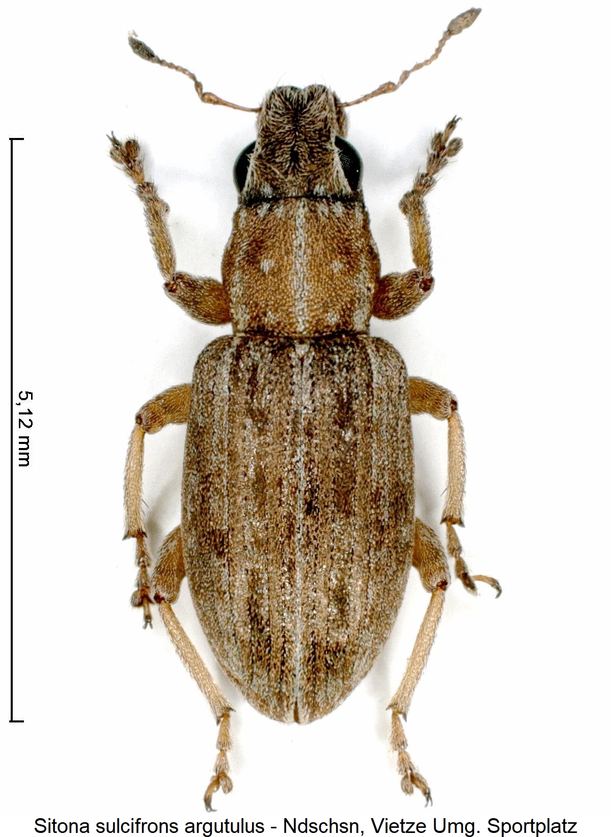 SITONA ARGUTULUS