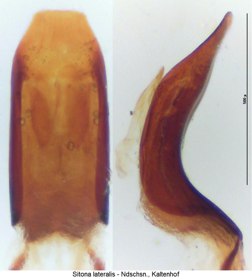 SITONA LATERALIS