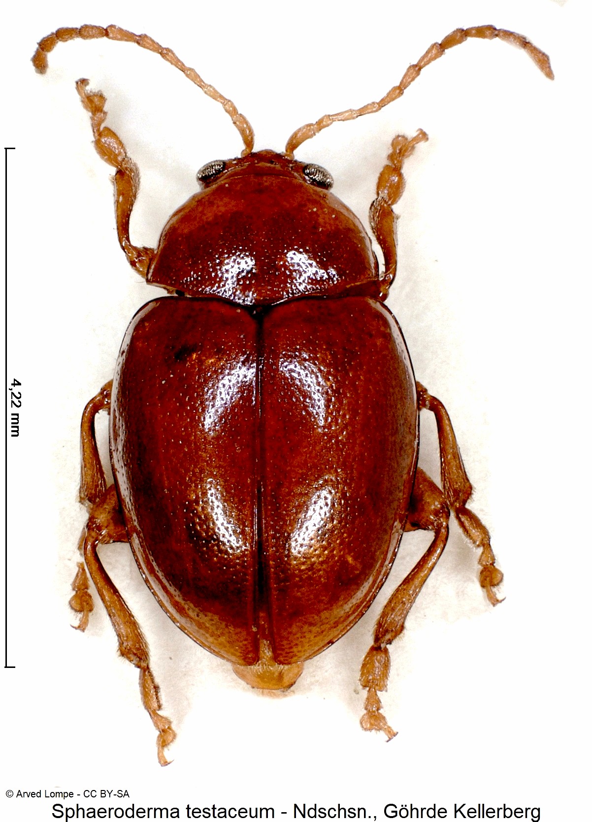 SPHAERODERMA TESTACEUM