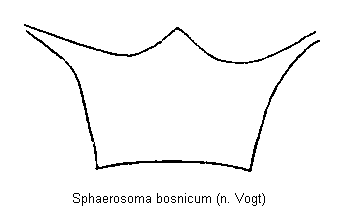 SPHAEROSOMA BOSNICUM