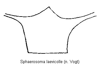 SPHAEROSOMA LAEVICOLLE