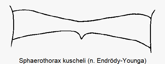 SPHAEROTHORAX KUSCHELI