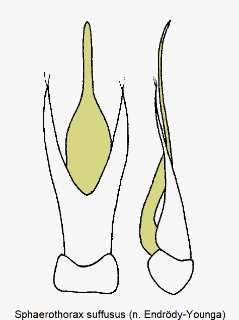 SPHAEROTHORAX SUFFUSUS