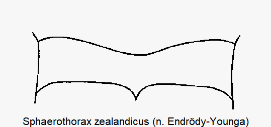 SPHAEROTHORAX ZEALANDICUS