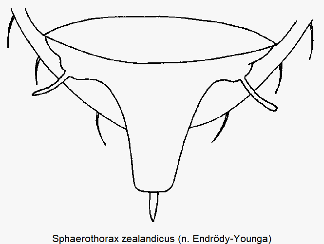 SPHAEROTHORAX ZEALANDICUS