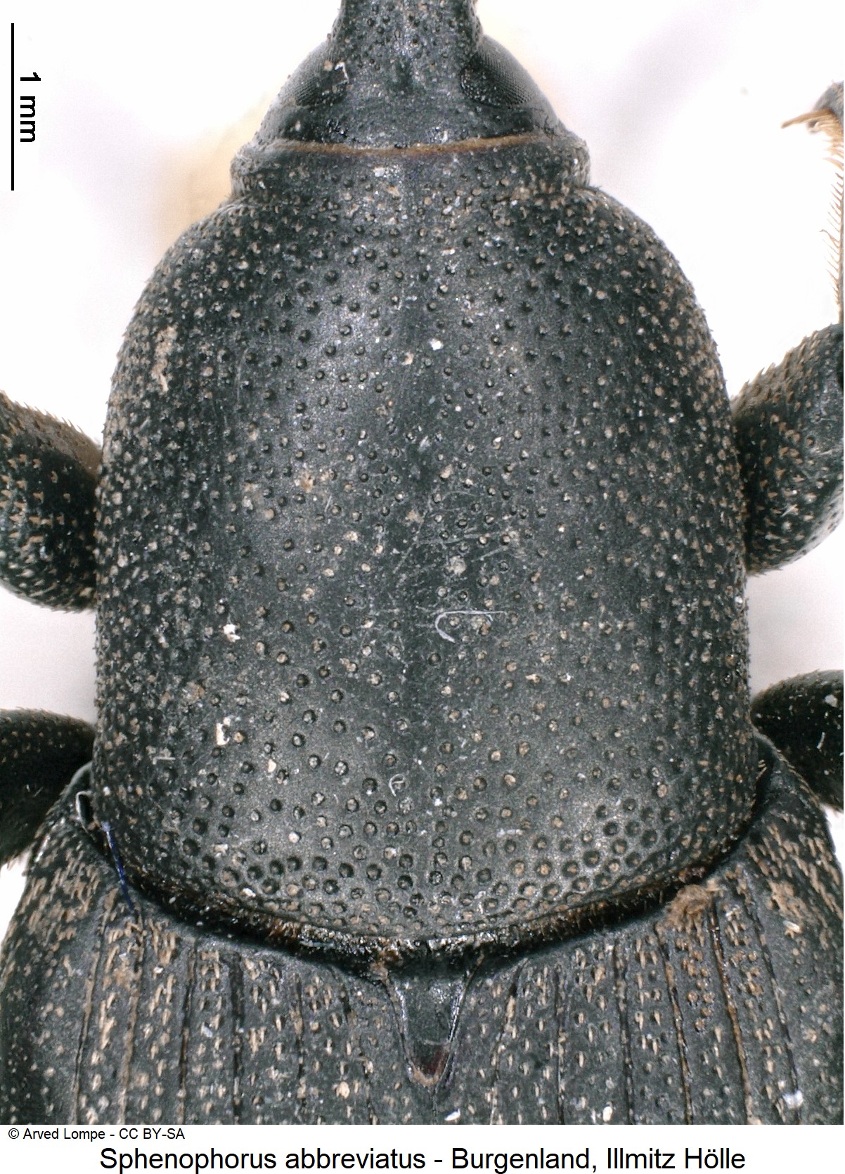 SPHENOPHORUS ABBREVIATUS