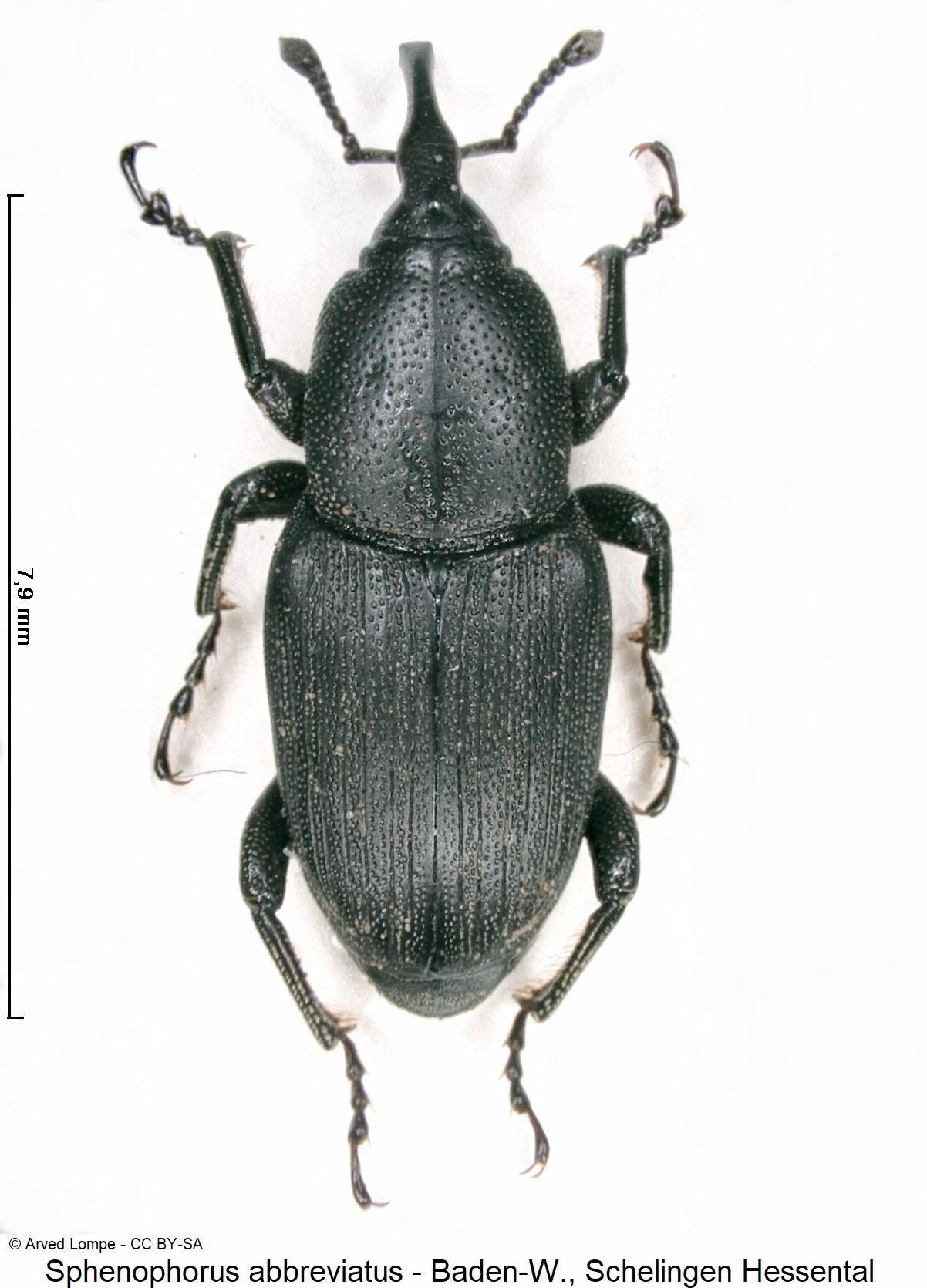 SPHENOPHORUS ABBREVIATUS