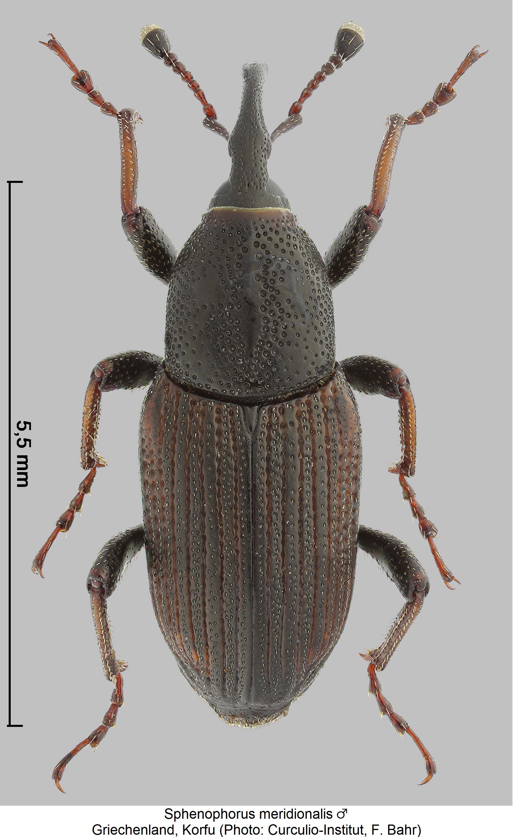 SPHENOPHORUS MERIDIONALIS