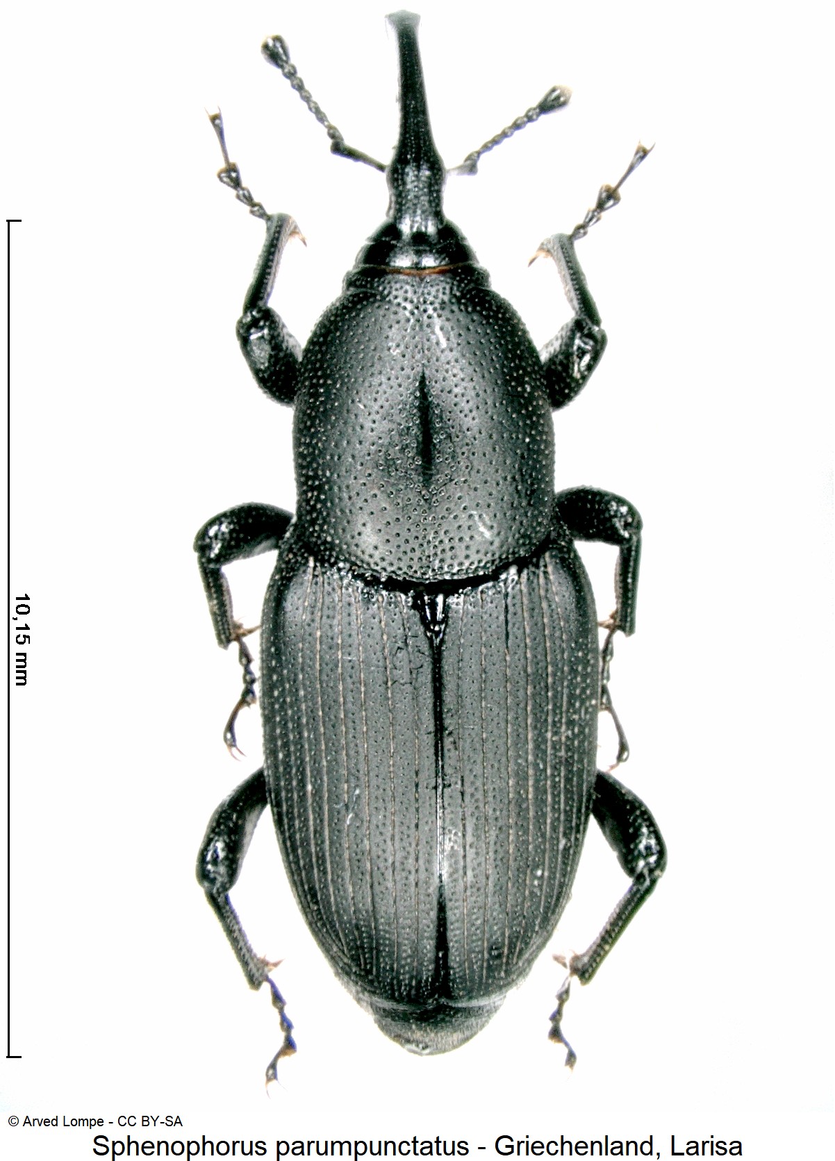 SPHENOPHORUS PARUMPUNCTATUS