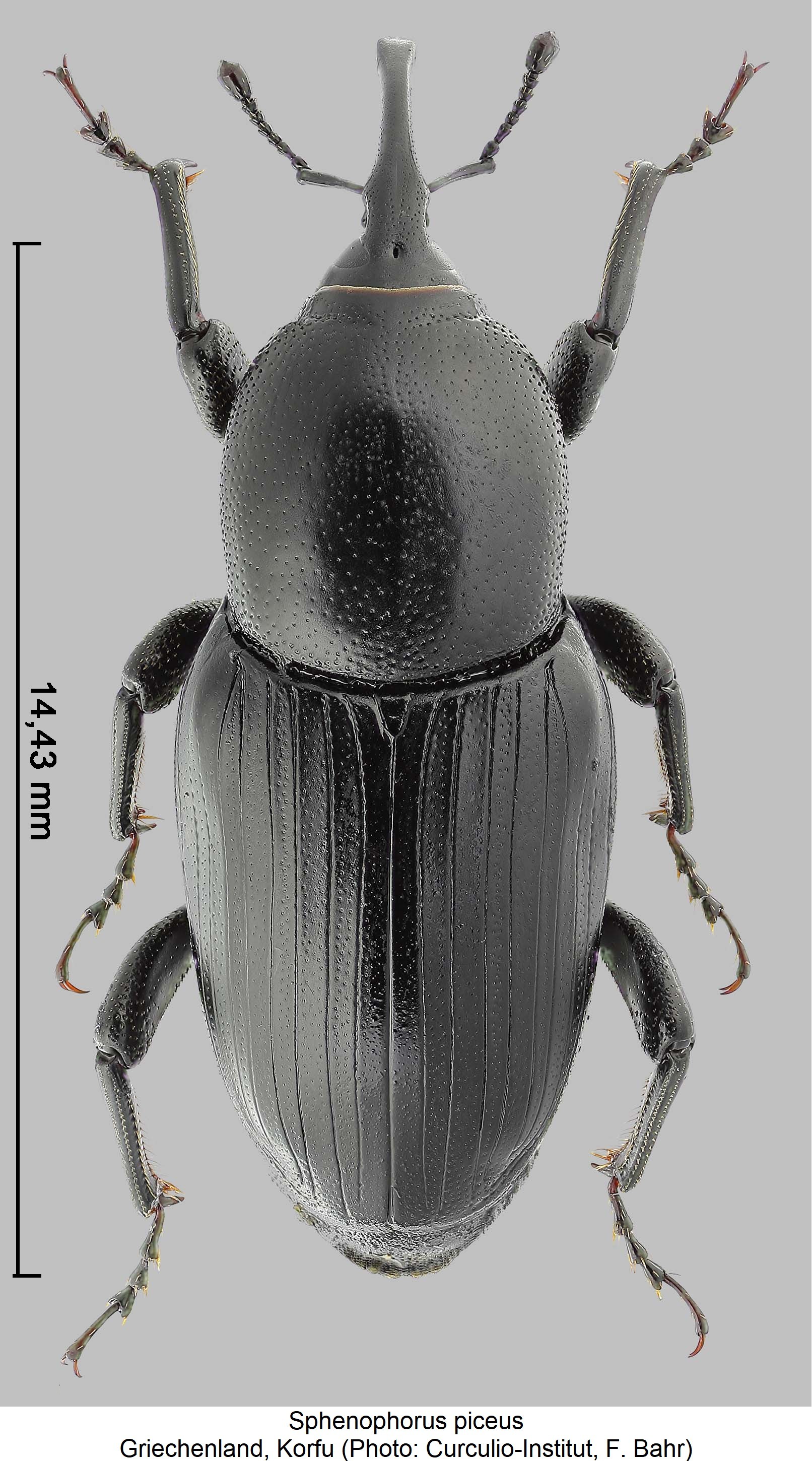 SPHENOPHORUS PICEUS