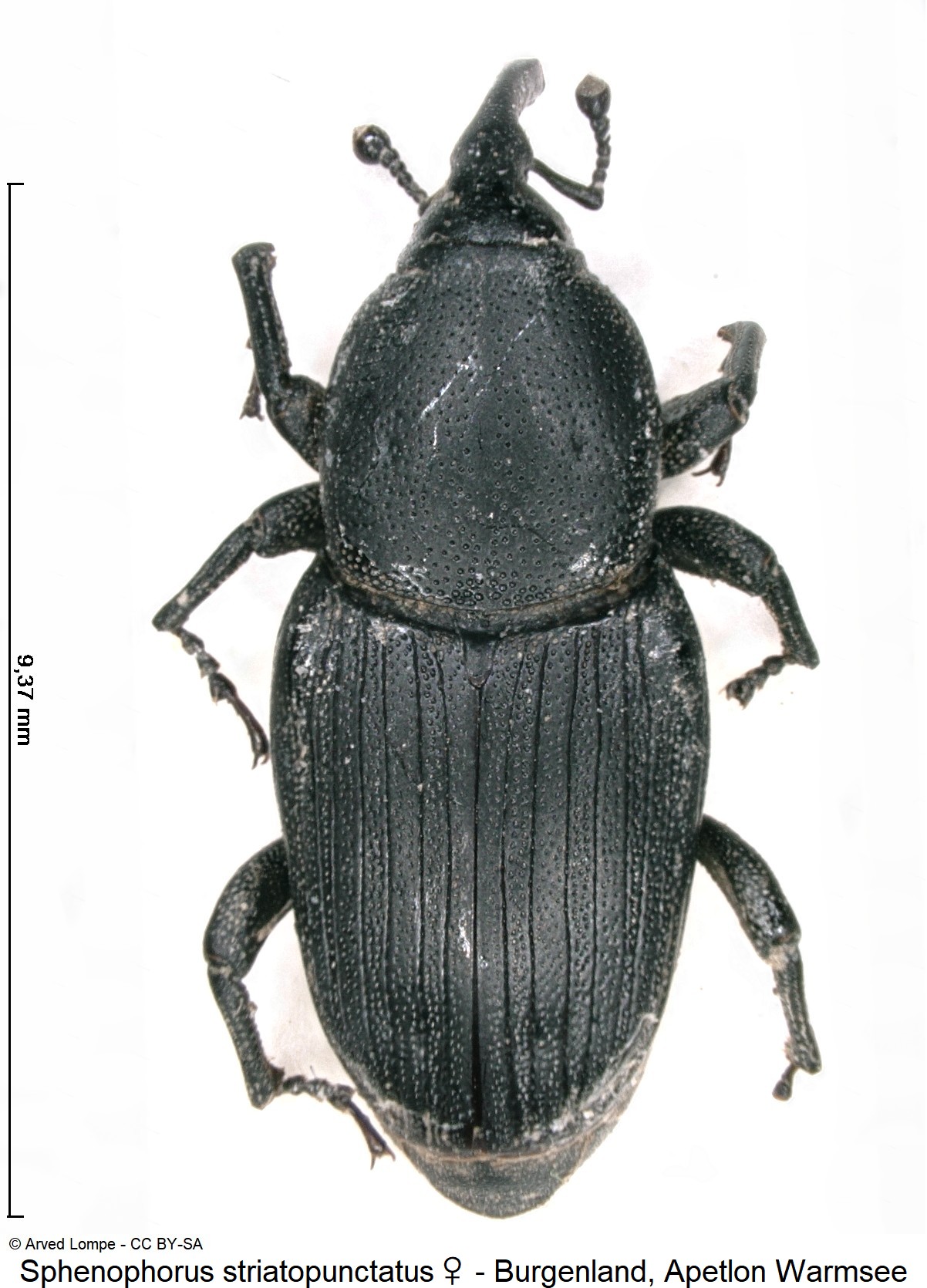 SPHENOPHORUS STRIATOPUNCTATUS