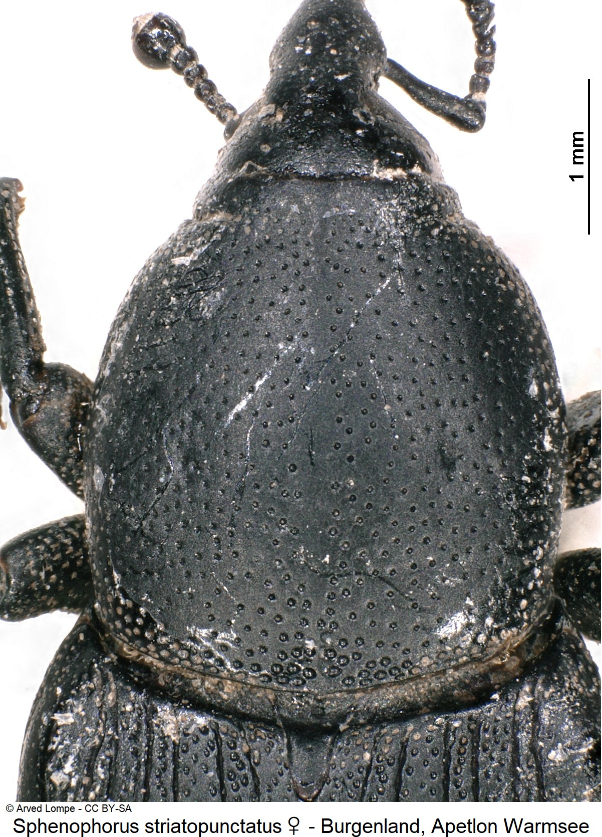 SPHENOPHORUS STRIATOPUNCTATUS