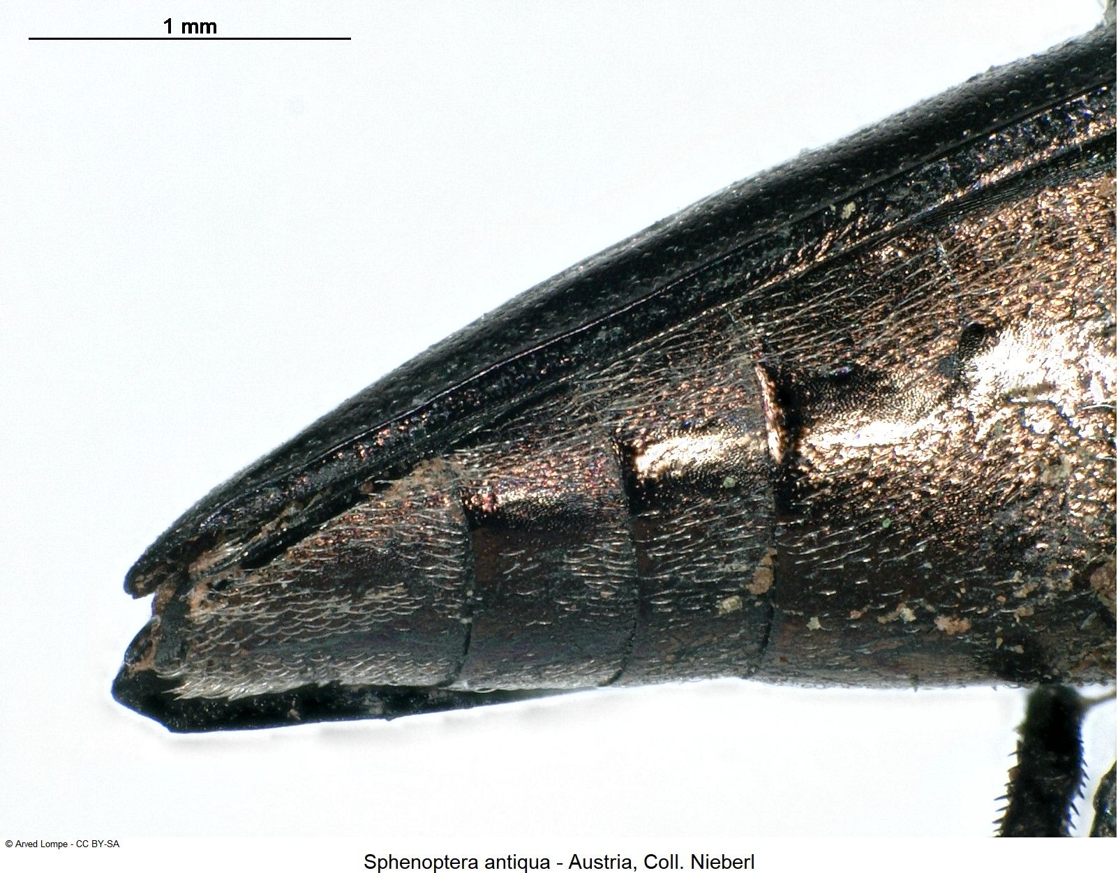 SPHENOPTERA ANTIQUA