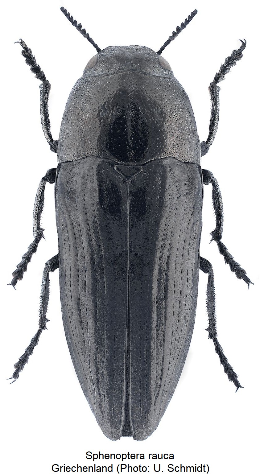 SPHENOPTERA RAUCA