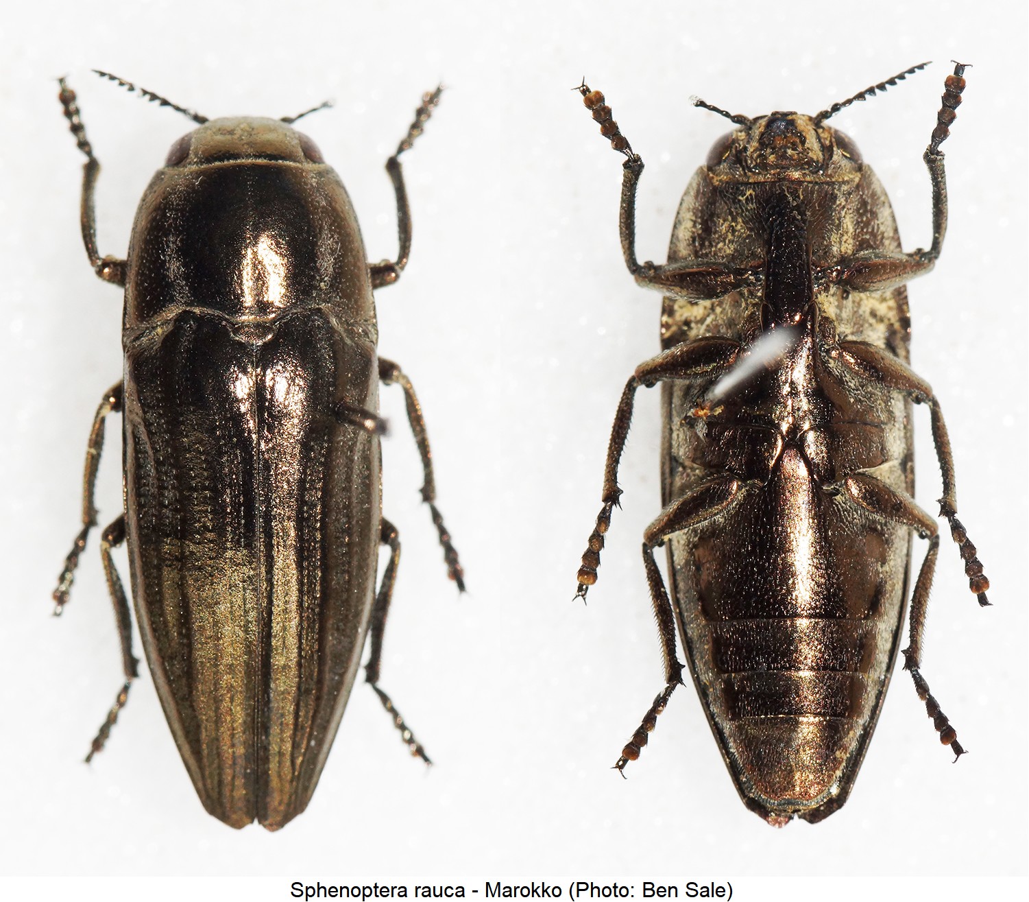 SPHENOPTERA RAUCA