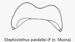 STEPHOSTETHUS PANDELLEI