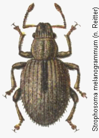 STROPHOSOMA MELANOGRAMMUM