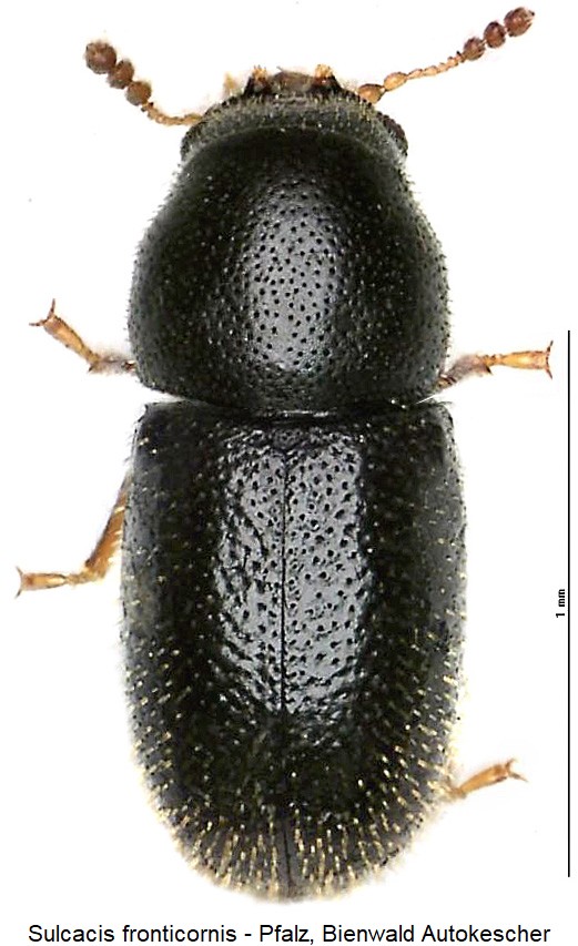 SULCACIS FRONTICORNIS