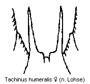 TACHINUS HUMERALIS