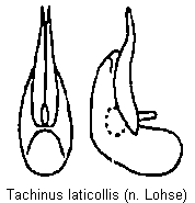 TACHINUS LATICOLLIS