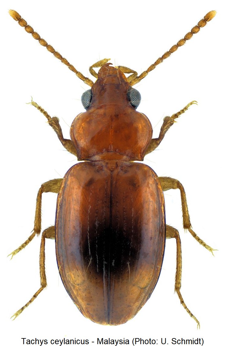 TACHYS CEYLANICUS
