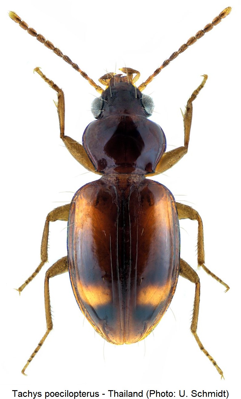 TACHYS POECILOPTERUS