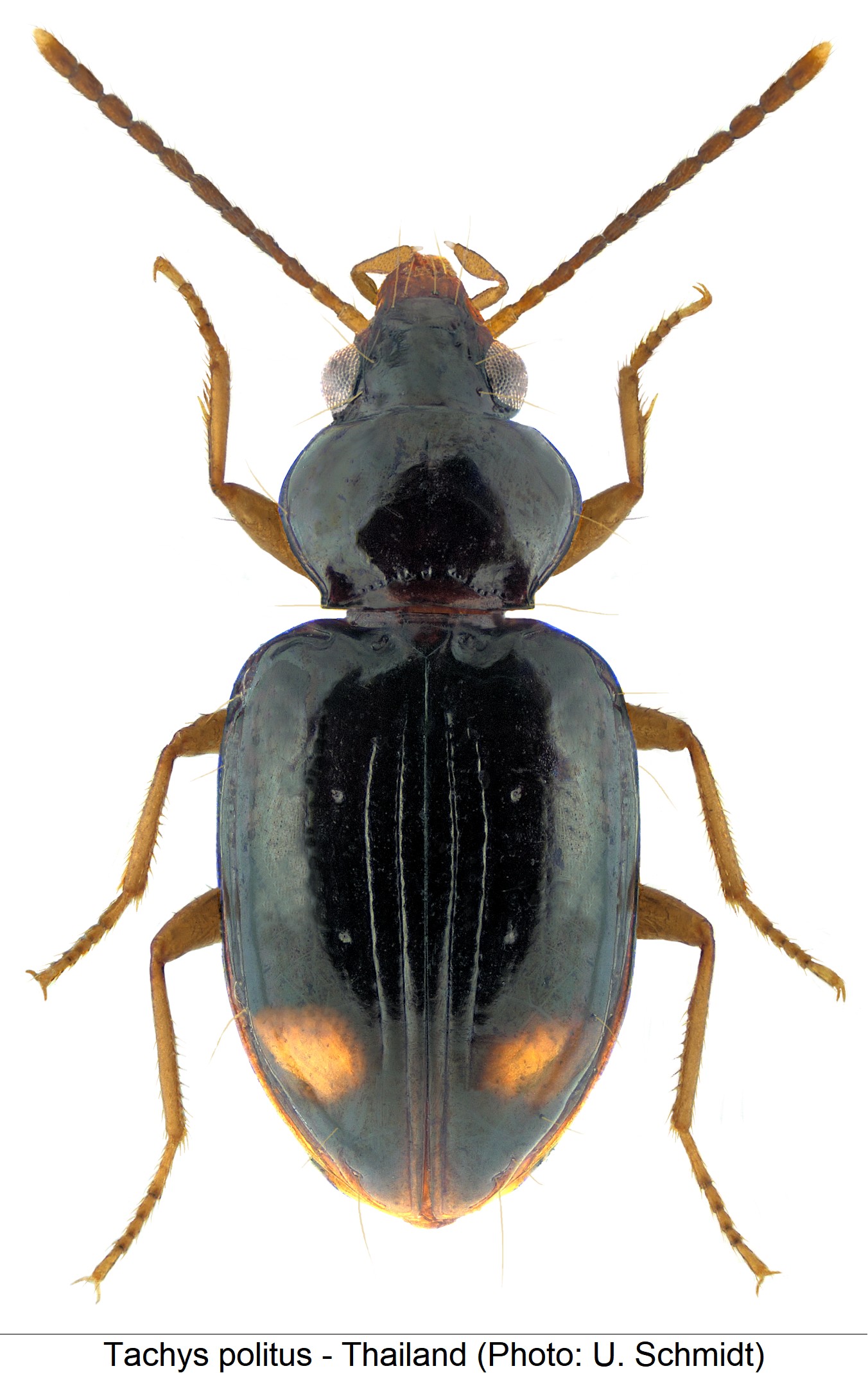 TACHYS POLITUS