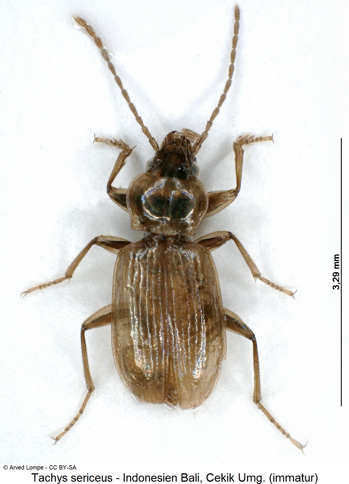 TACHYS SERICEUS