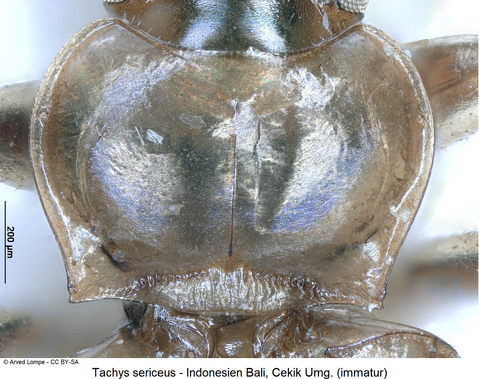 TACHYS SERICEUS