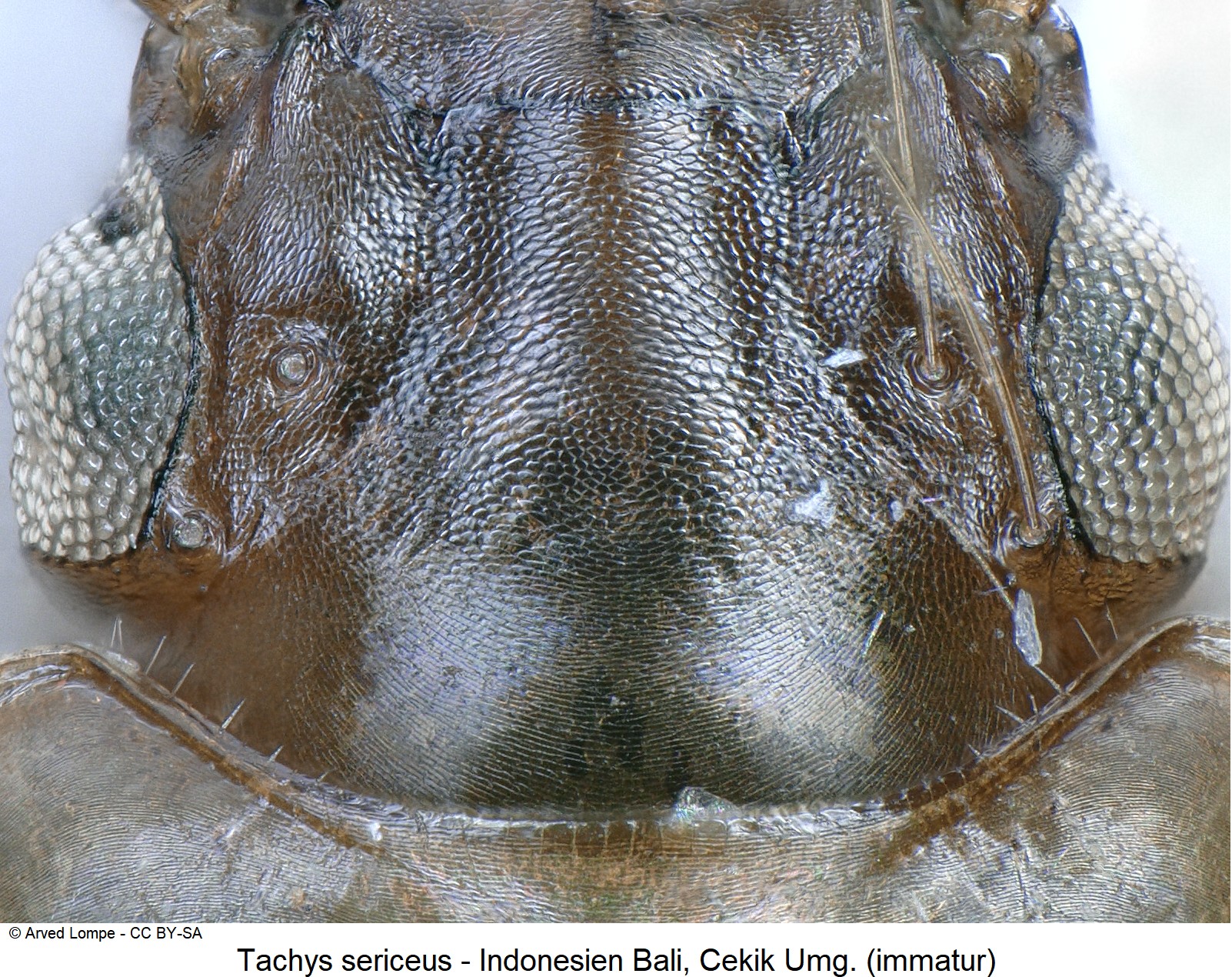 TACHYS SERICEUS