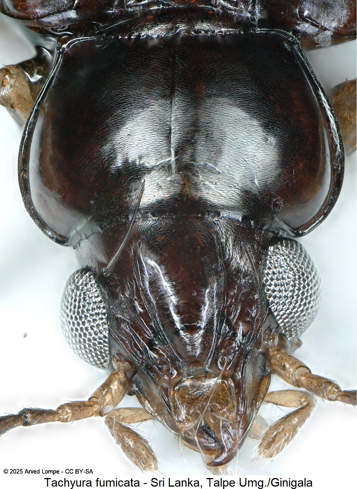 TACHYURA FUMICATA