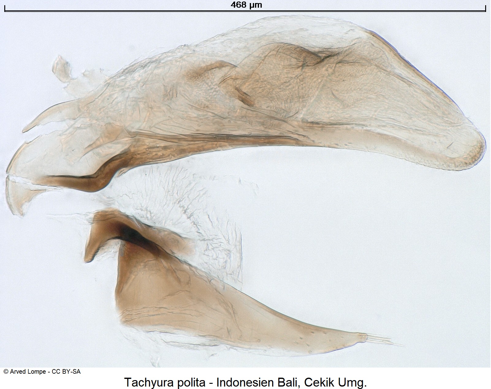 TACHYURA POLITA