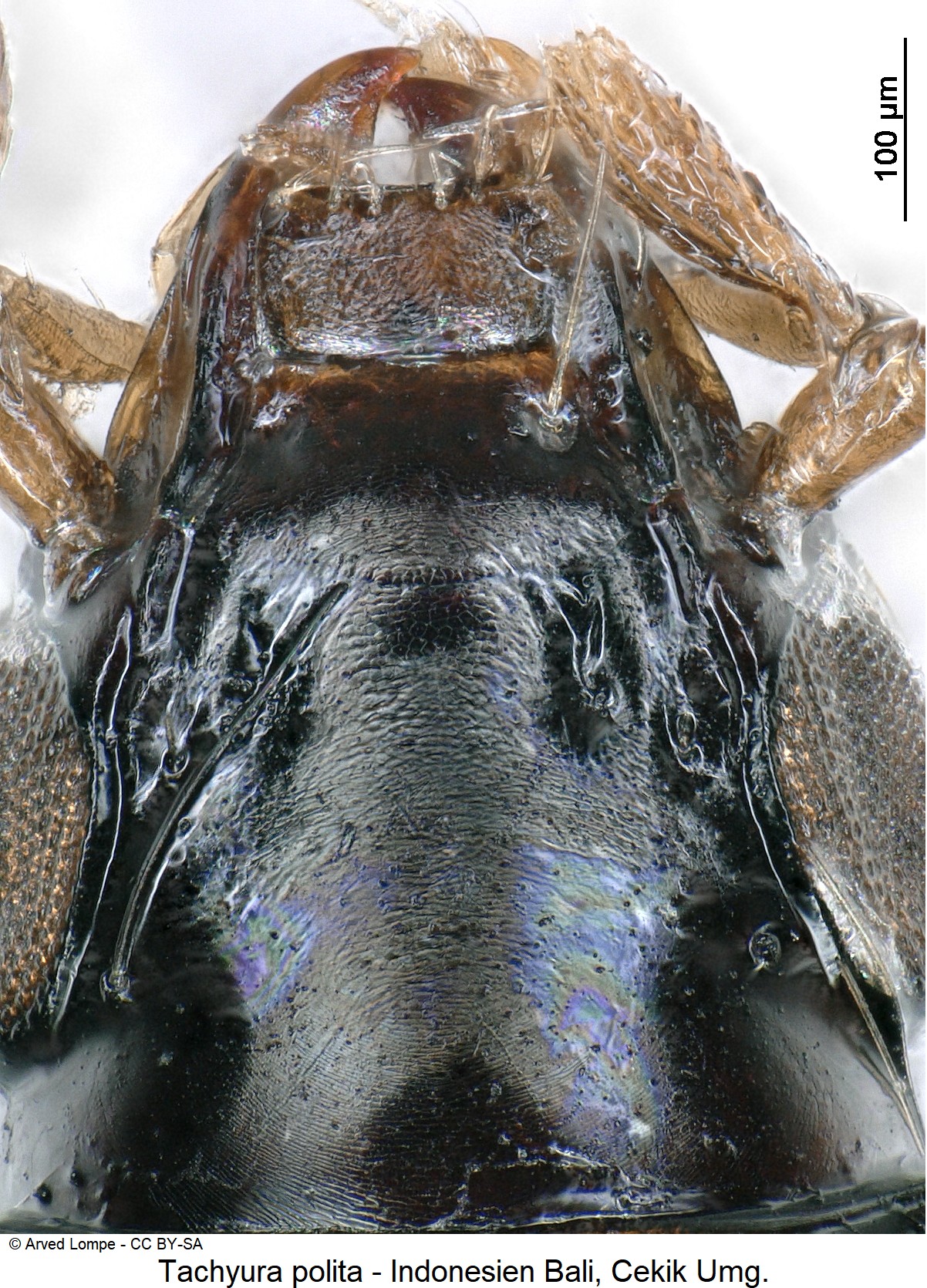 TACHYURA POLITA