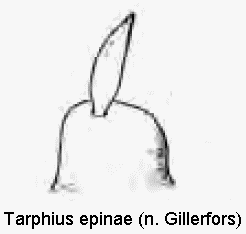 TARPHIUS EPINAE