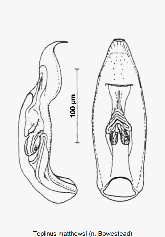 TEPLINUS MATTHEWSI